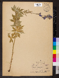 Aconitum columbianum image