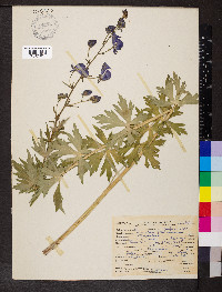 Aconitum columbianum image