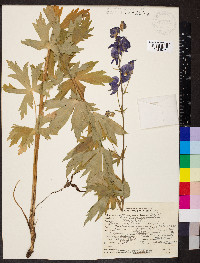 Aconitum columbianum image