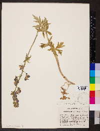 Aconitum columbianum image