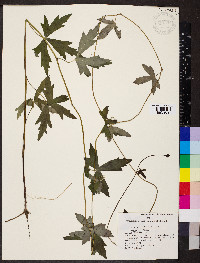 Aconitum uncinatum image