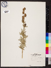 Aconitum napellus image