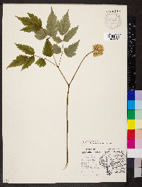 Actaea pachypoda image