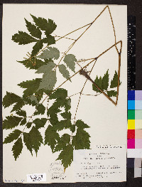 Actaea pachypoda image