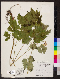 Actaea pachypoda image
