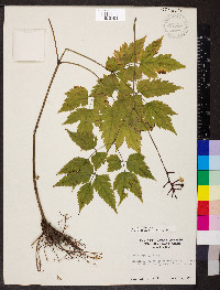 Actaea pachypoda image
