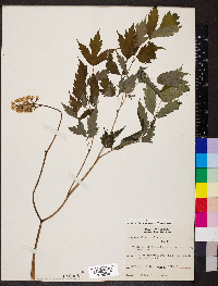 Actaea pachypoda image