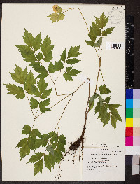 Actaea pachypoda image