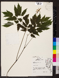 Actaea pachypoda image