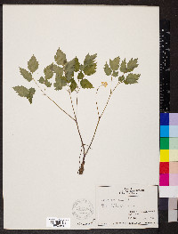Actaea pachypoda image