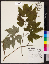 Actaea pachypoda image