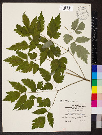 Actaea pachypoda image