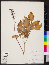 Actaea pachypoda image