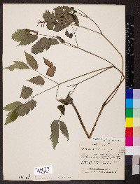 Actaea pachypoda image