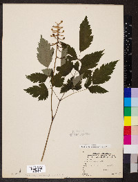 Actaea pachypoda image