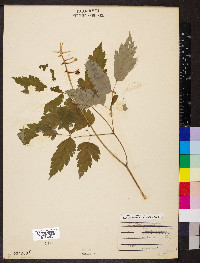 Actaea pachypoda image