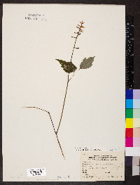 Actaea pachypoda image