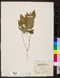 Actaea pachypoda image