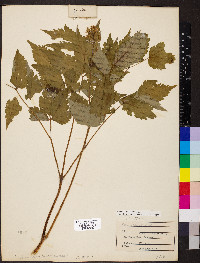 Actaea pachypoda image