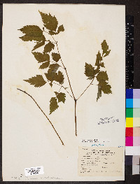 Actaea pachypoda image