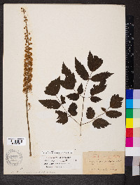 Actaea racemosa image