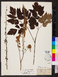 Actaea racemosa image