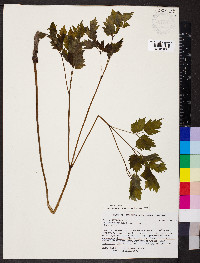 Actaea racemosa image