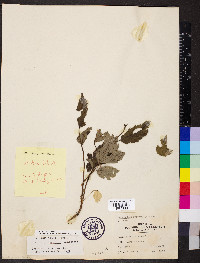 Actaea racemosa image