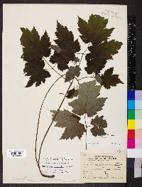 Actaea rubifolia image