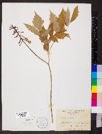 Actaea pachypoda image