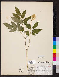 Actaea pachypoda image