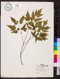 Actaea pachypoda image