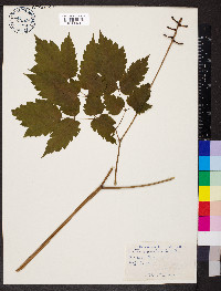 Actaea pachypoda image