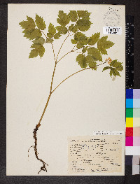 Actaea rubra image