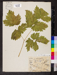 Actaea rubra image