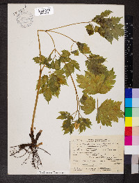 Actaea rubra image