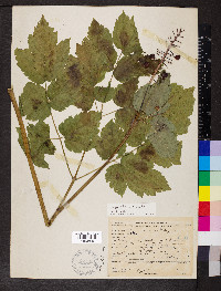 Actaea rubra image