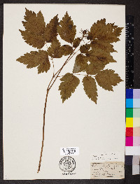 Actaea rubra image