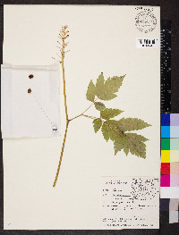 Actaea rubra image