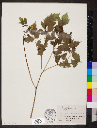 Actaea rubra image