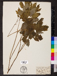 Actaea spicata image