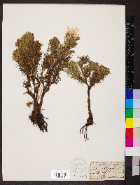 Adonis vernalis image