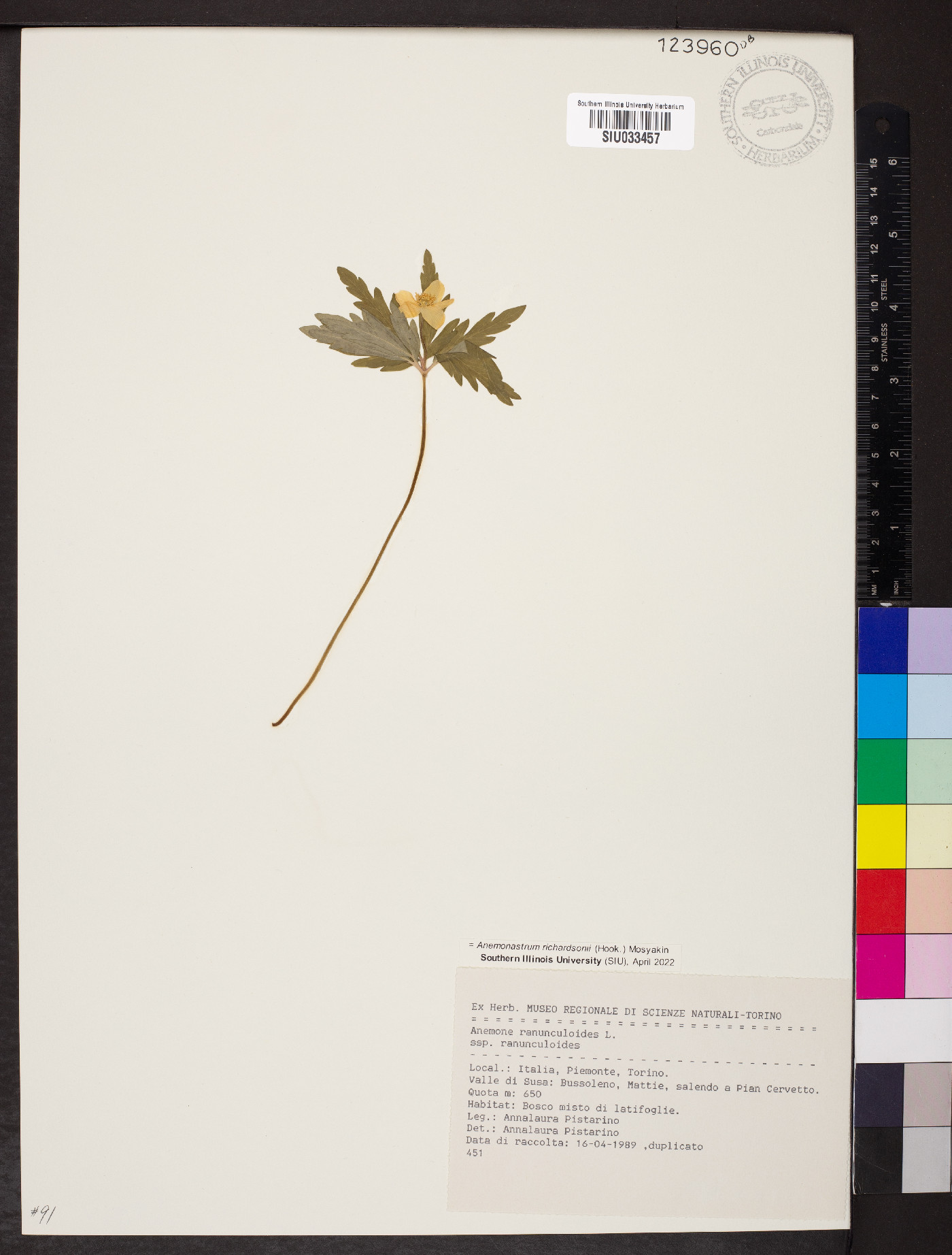 Anemone richardsonii image