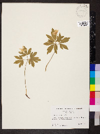 Anemone quinquefolia image
