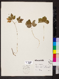 Anemone quinquefolia image