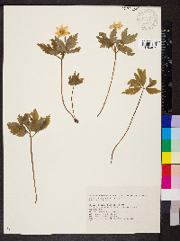 Anemone nemorosa image