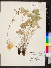 Aquilegia coerulea image