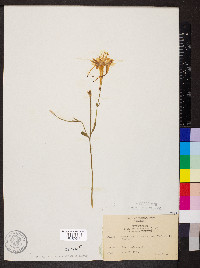 Aquilegia chrysantha image