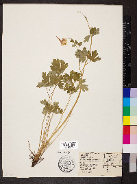 Aquilegia elegantula image