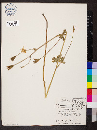 Aquilegia flavescens image